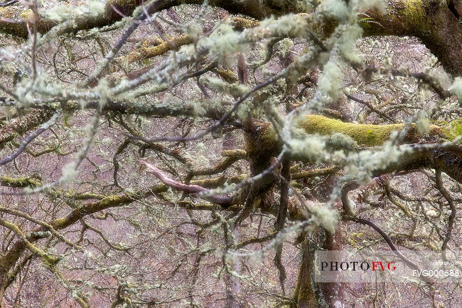 Lichens and mosses in a wood near Loch Torridon 