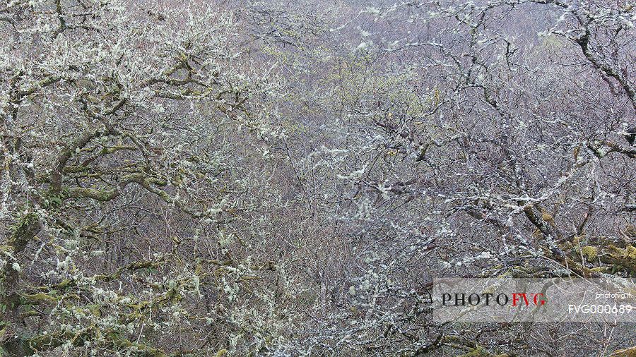 Lichens and mosses in a wood near Loch Torridon 