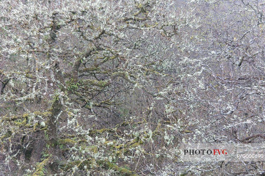 Lichens and mosses in a wood near Loch Torridon 