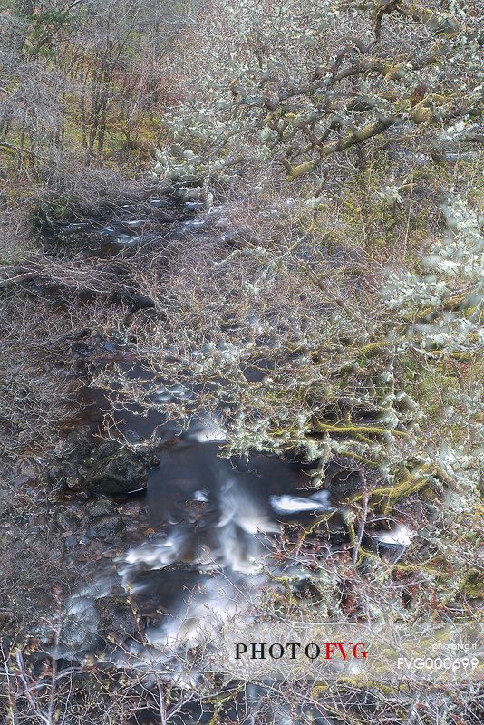 Lichens and mosses in a wood near Loch Torridon; in the background the river