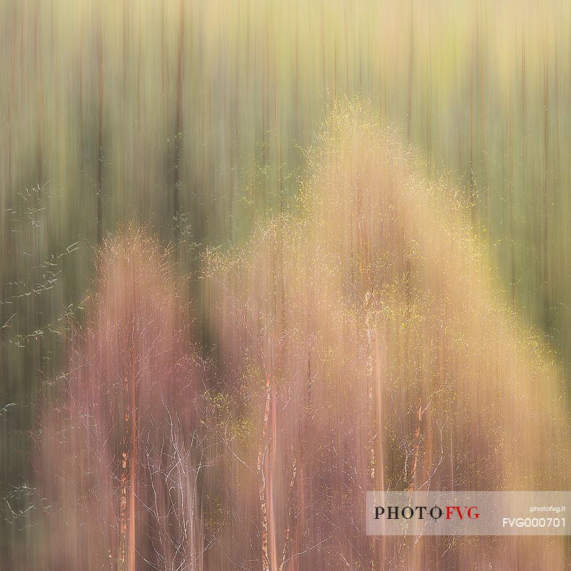 Birch and larches wood near Loch Torridon 