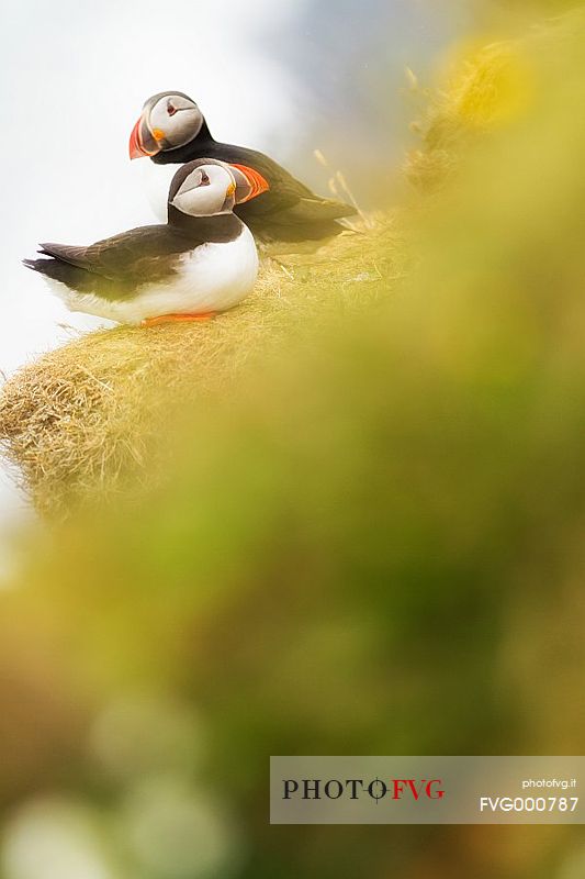 Puffin (Fratercula arctica) on the Vik cliffs