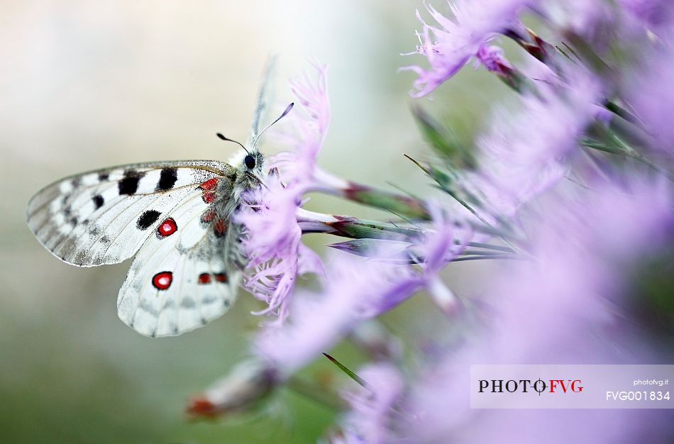 The butterfly queen of the
Alps, Parnassius apollo