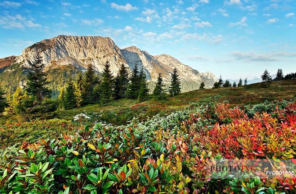 Autumn colours of the vaccinium myrtillus, the Zermula mountain chain in the background