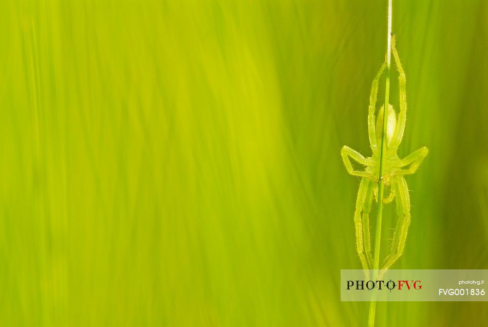 Myetic spider on green grass