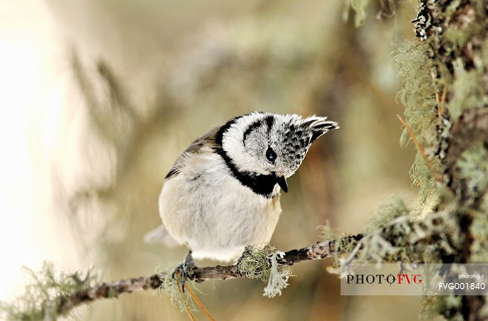 Crested tit curious  through the branches of a larch-tree