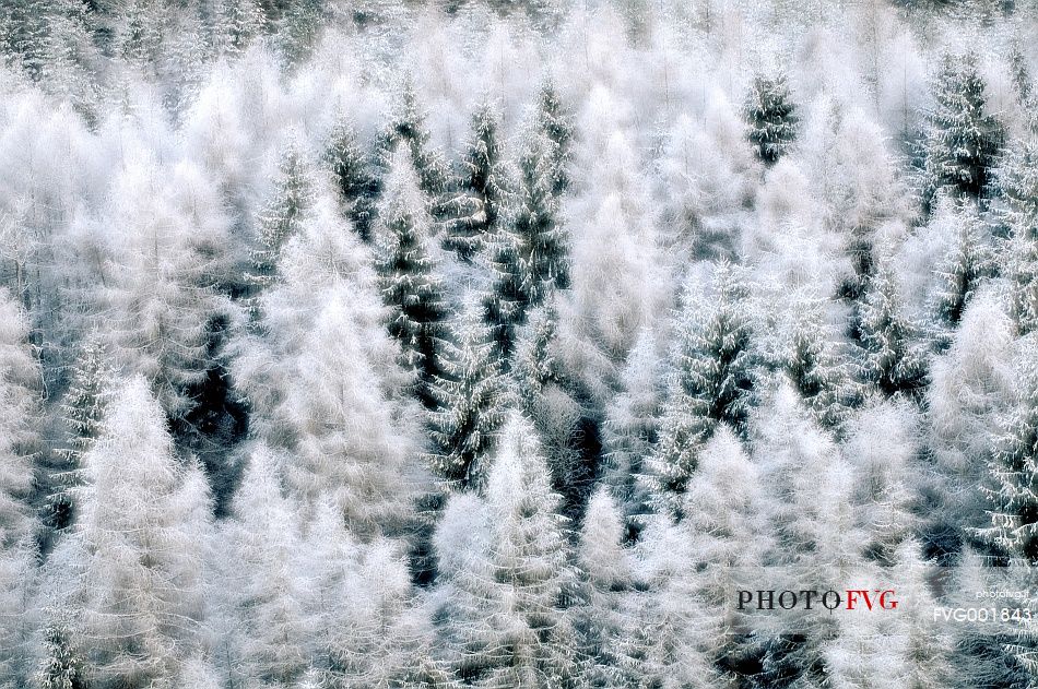 Like a dream, the enchanted larch forest in winter