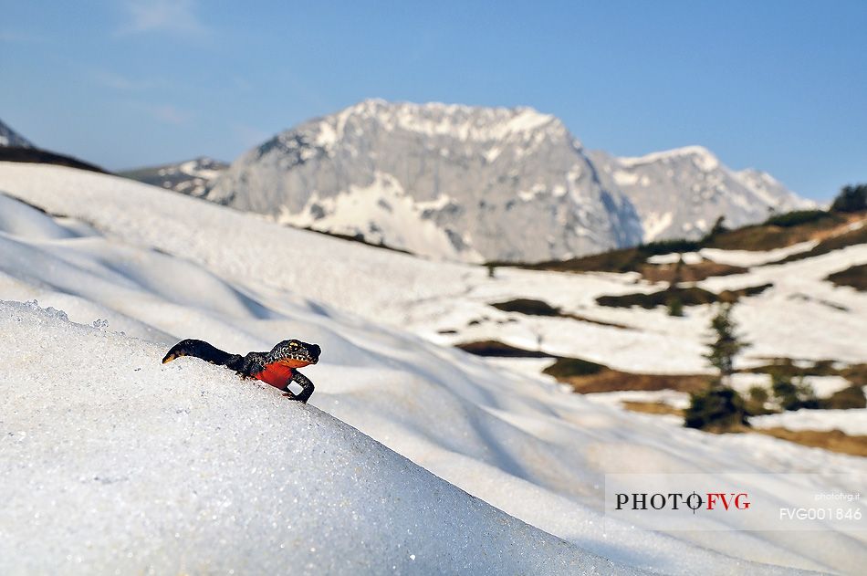 Toads in the snowy meadow of Lanza pass, the Zermula mountain chain in the background