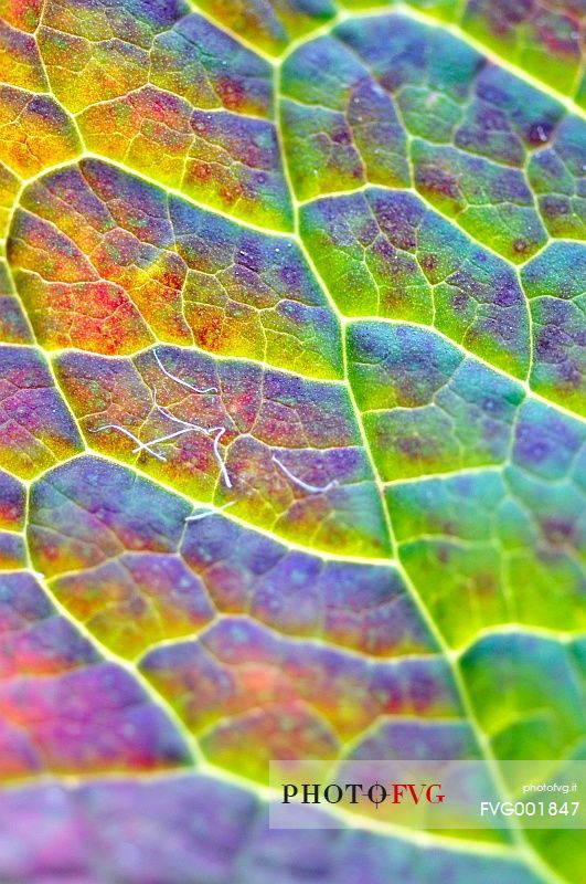 Colours and transparences on the leaf
