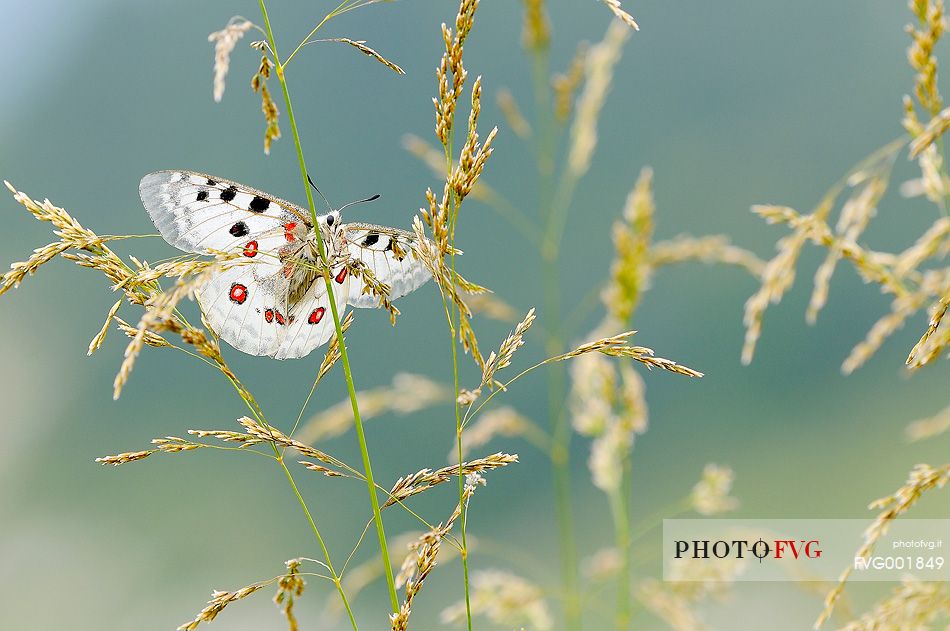 The butterfly queen of the
Alps, Parnassius apollo