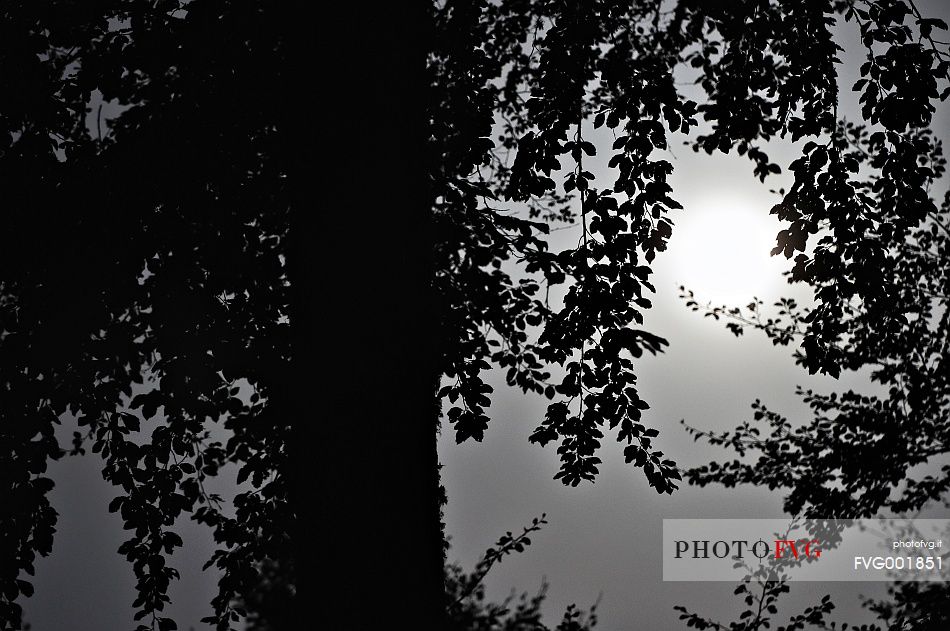 Fullmoon in the birch wood at night