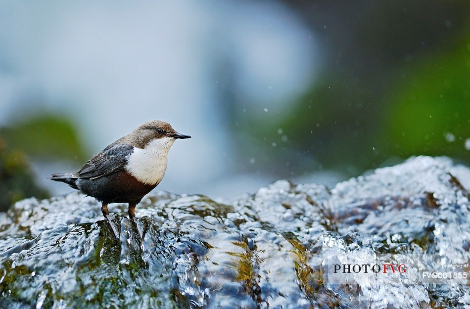 Dipper (Cinclus cinclus) among brook's waters