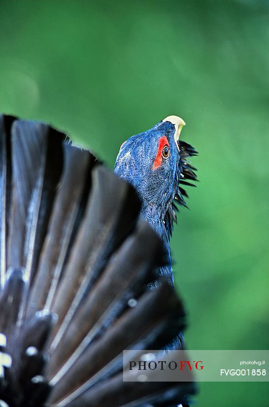 The wood grouse on parade