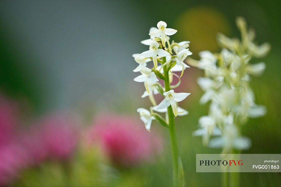 Orchid among rhododendrons 