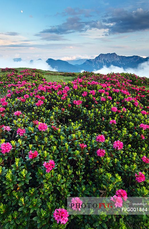 Rhododendrons flowering between Mount Tinisa and Pesarine Dolomites
