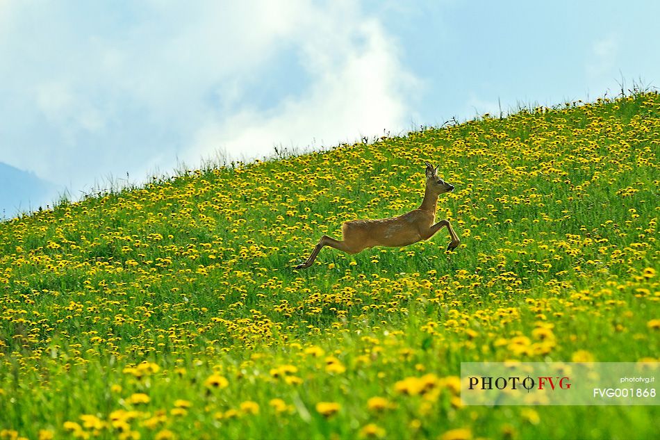 The light and lovely mountain running of the roe deer on alpine meadows yellow from dandelion