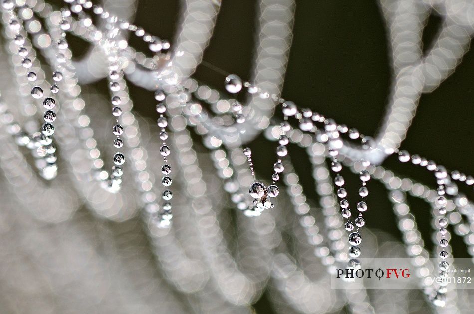 Dew pearls on spiderweb