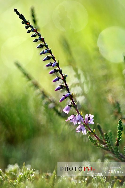 Common heather (Calluna vulgaris), one of the common plants of the peat bog