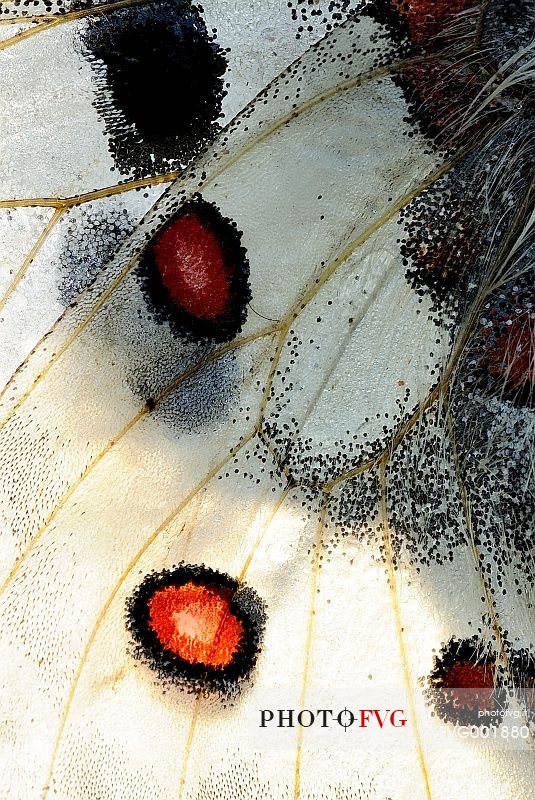 Details on the wings of the butterfly queen of the
Alps, Parnassius apollo