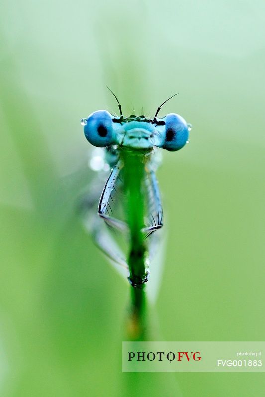 Dragonfly portrait