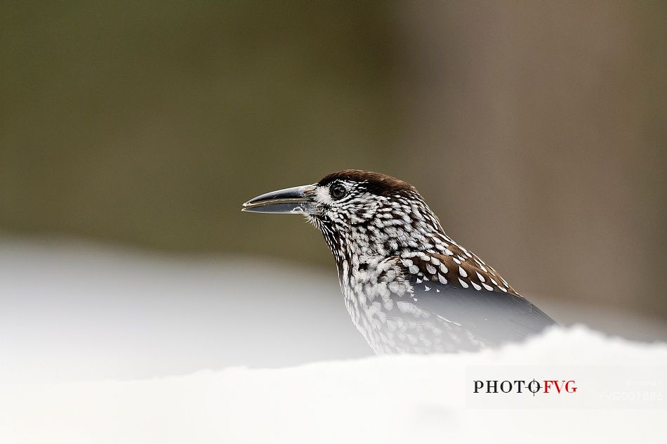 The cry of the spotted Nutcraker echoes in the wood