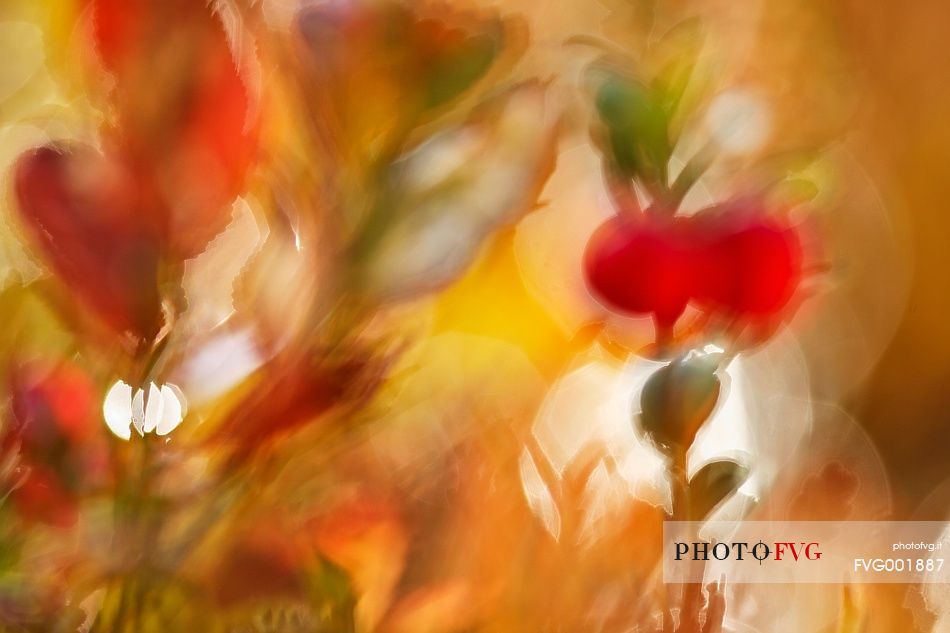 Autumn colours of the vaccinium myrtillus 