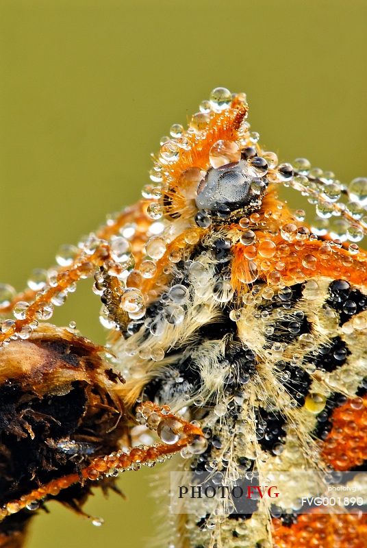 Dew pearls on small butterfly