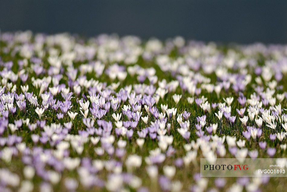 Flowering of common crocus 