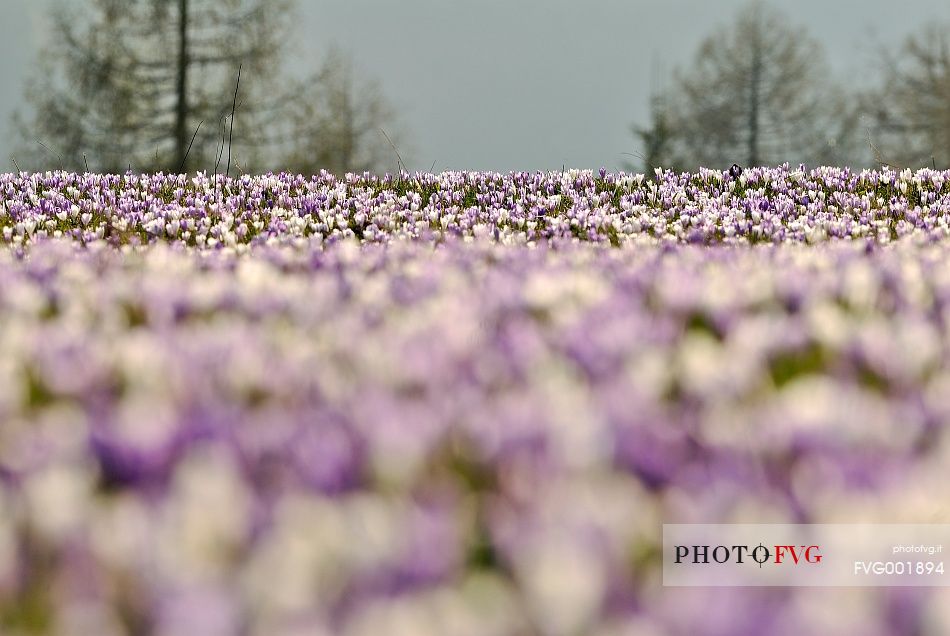 Flowering of common crocus 