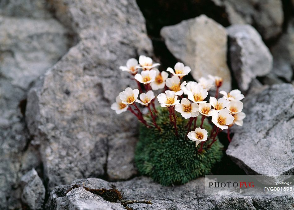 Delicate spring flowers of Saxifraga burserana jewel of the alpine rocks