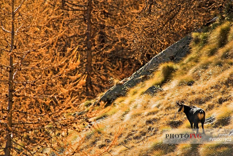 Colours and light on autumn alpine meadows and lonely chamois 