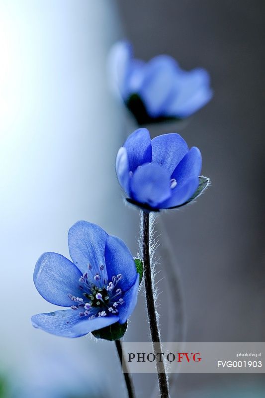 The enchanting beauty of Hepatica nobilis flower