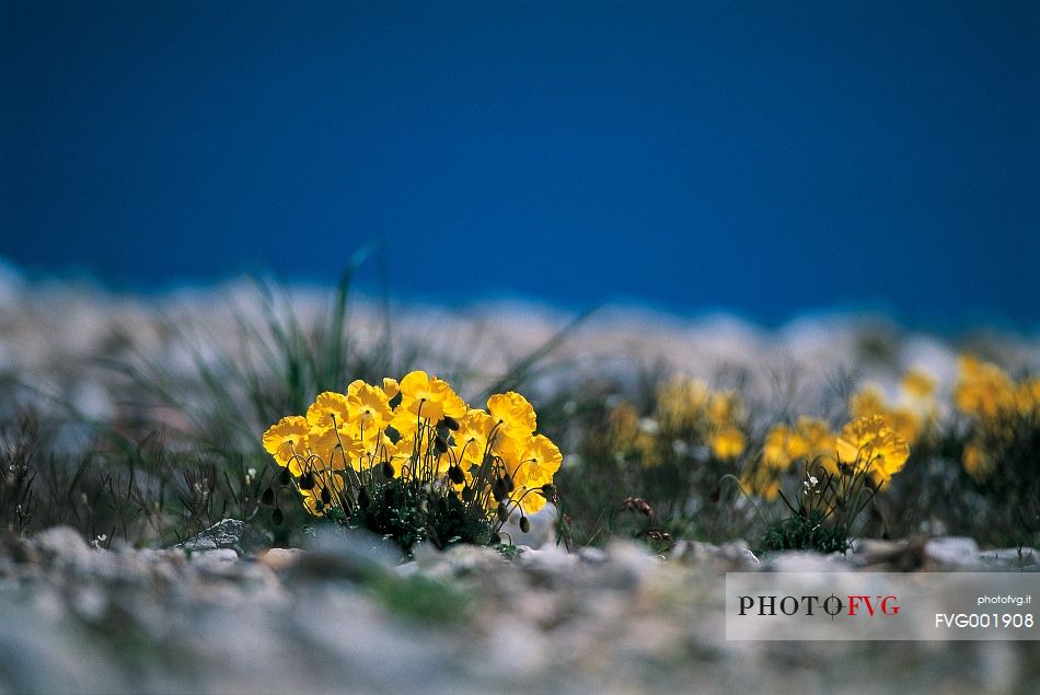 Poppy flowers colour alpine screes yellow