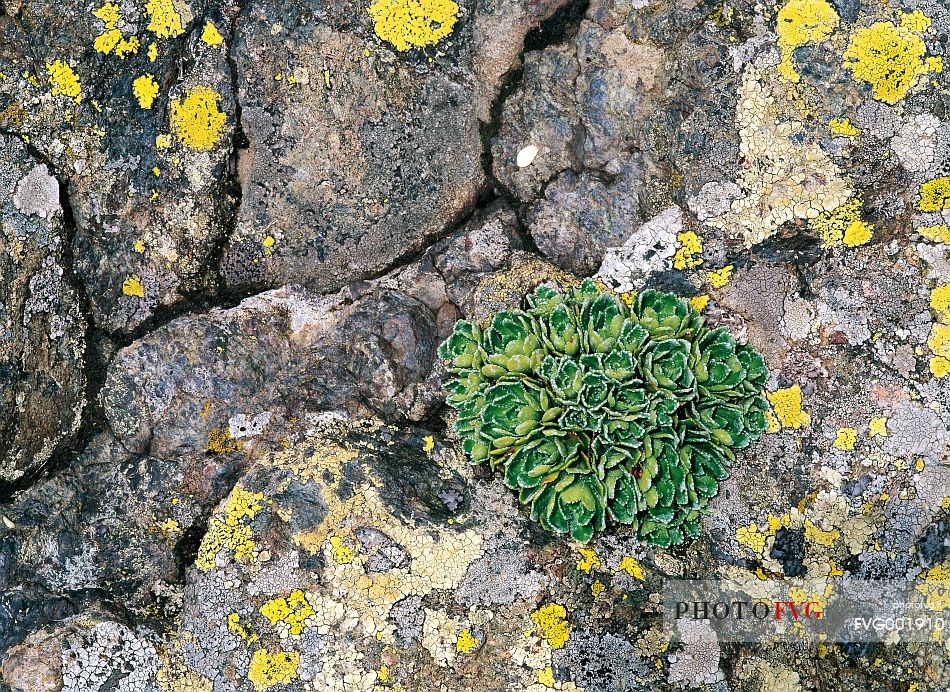 Life (lichens and saxifraga) in the rock