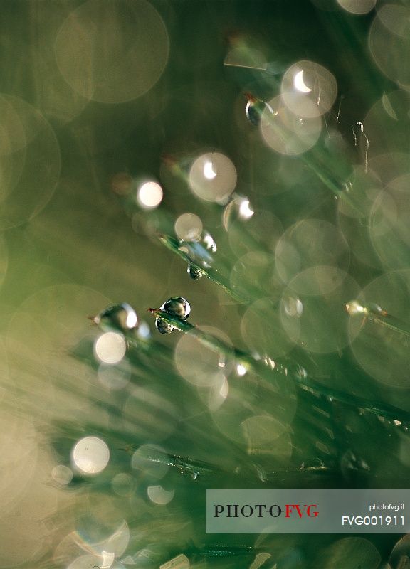 Backlit dew pearls on plant