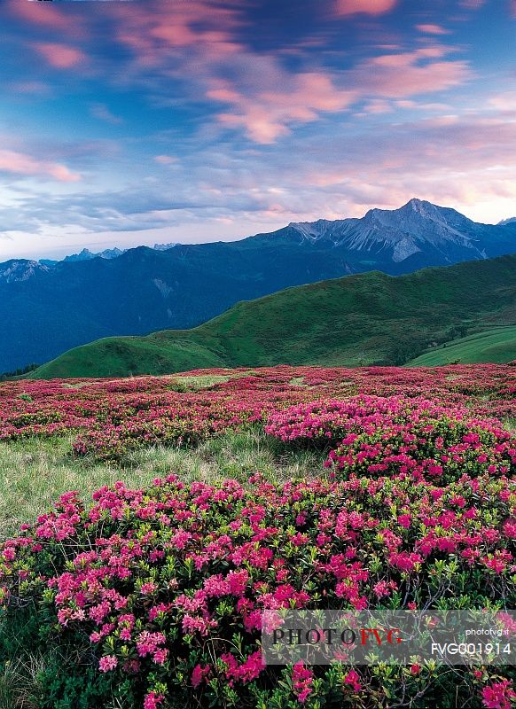 Flowering of rhodondendrons between Mount Tinisa and Pesarine Dolomites