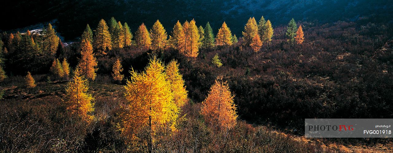 The backlight heightens the marvellous colour sades of the larch trees