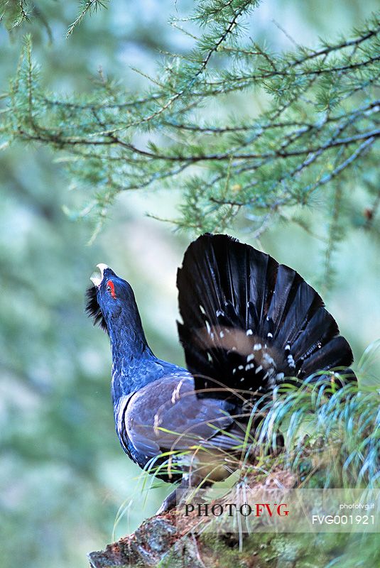 The wood grouse on parade