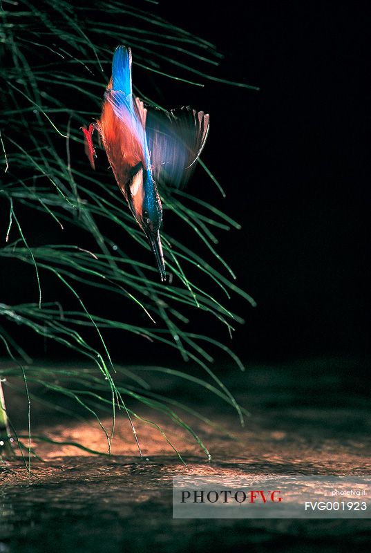 Kingfisher (Alcedo atthis) hunting, Lago dei tre comuni