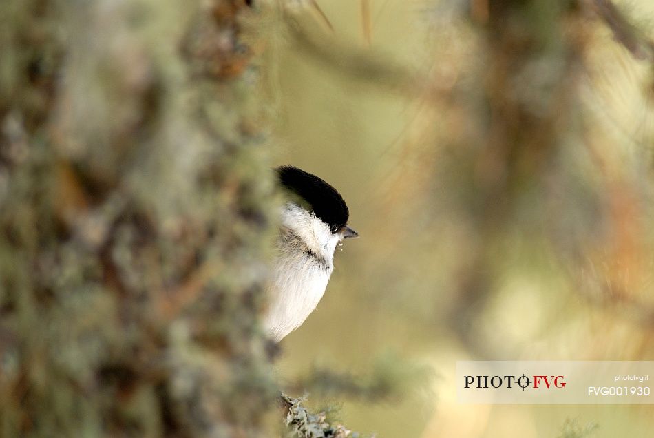 A curious Willow Tit (Parus montanus) curious peeps through the branches of a larch wood