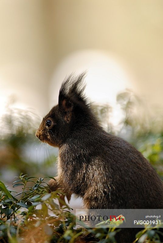 A curious red squirrel (Sciurus vulgaris) in the forest ground