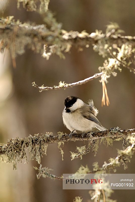 A curious Willow Tit (Parus montanus) curious peeps through the branches of a larch wood