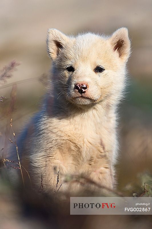 Greenland Husky pup in center of Illulissat town