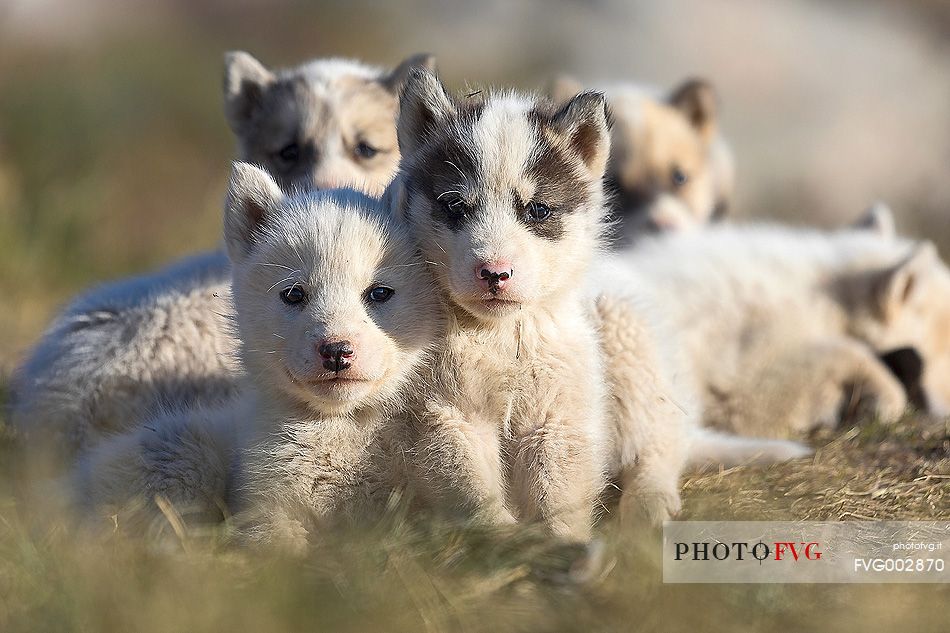 A group of Greenland Husky puppies in center of Illulissat town