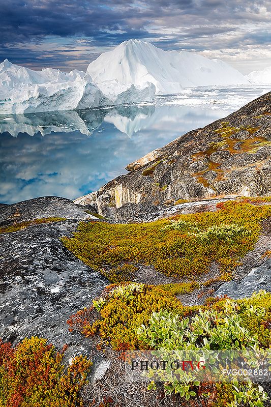 Morning light on icebergs of Kangerlua Fjord at dawn; in foreground the autumn colors of the tundra plants