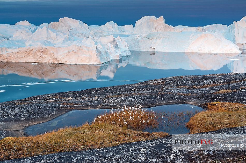 Morning light on icebergs and their reflection on water of Kangerlua Fjord at dawn; in foreground a small pond.