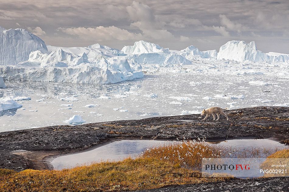 Greenland Husky pup near a small pond; in the background icebergs in Kangerlua  Fjord