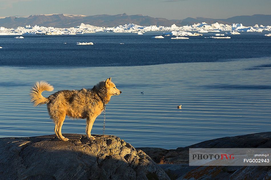 Greenland Husky in center of Illulissat town, admiring the Atlantic Ocean
