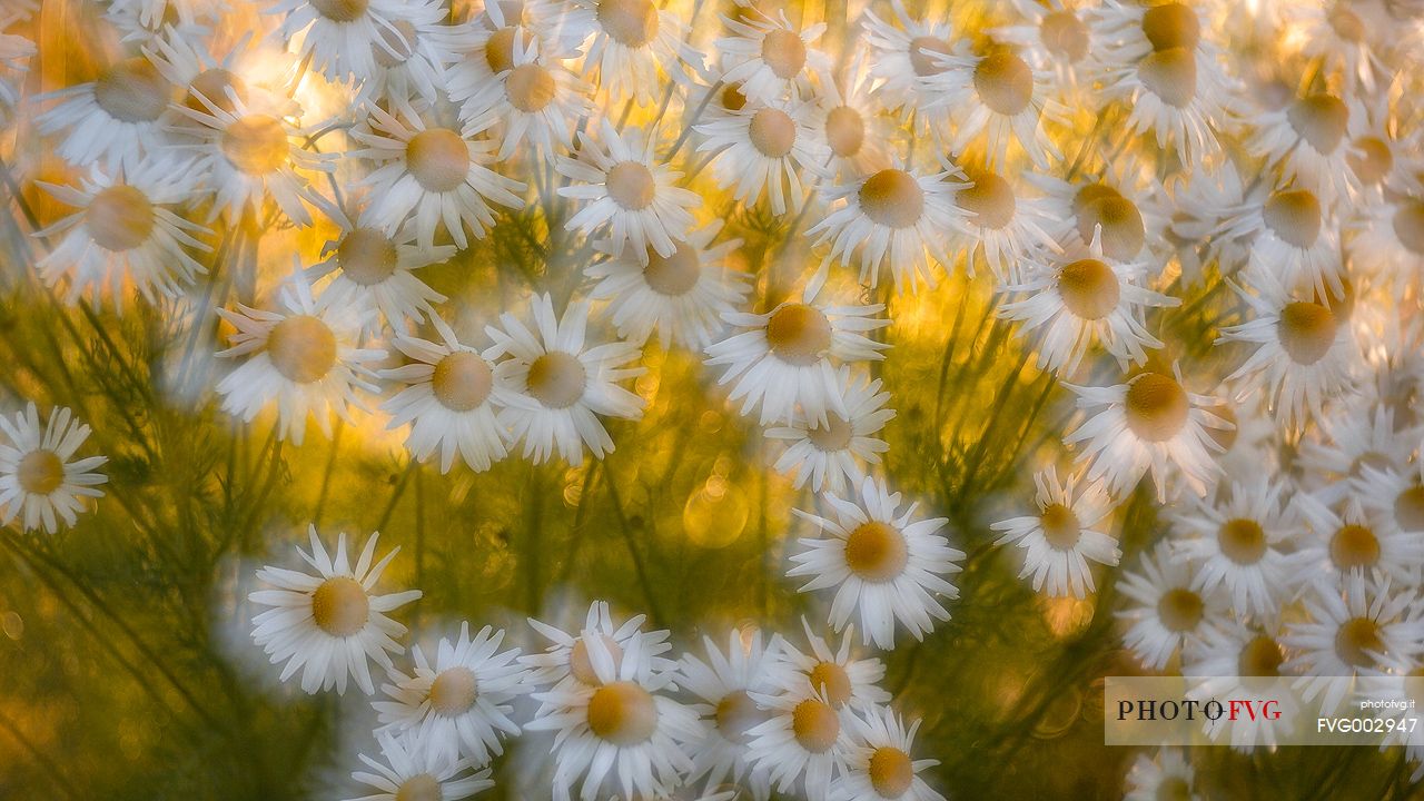 Flowering of daisies in center of small town of Ilulissat