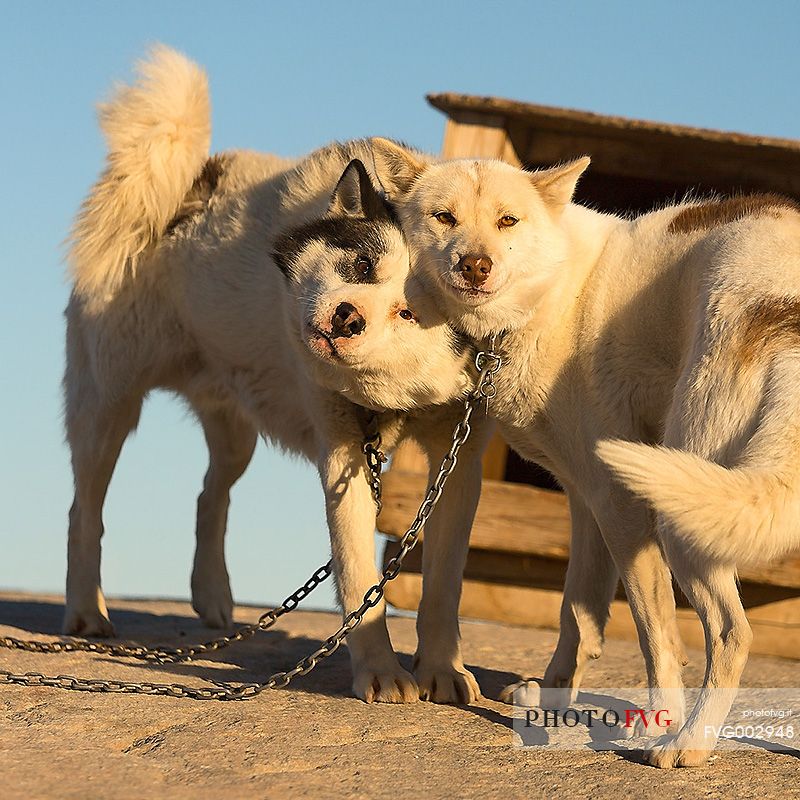 Greenland Husky in center of Illulissat town